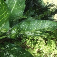 Dieffenbachia seguine (Jacq.) Schott